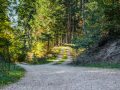 A fork in a dirt path surrounded by trees in a forested area