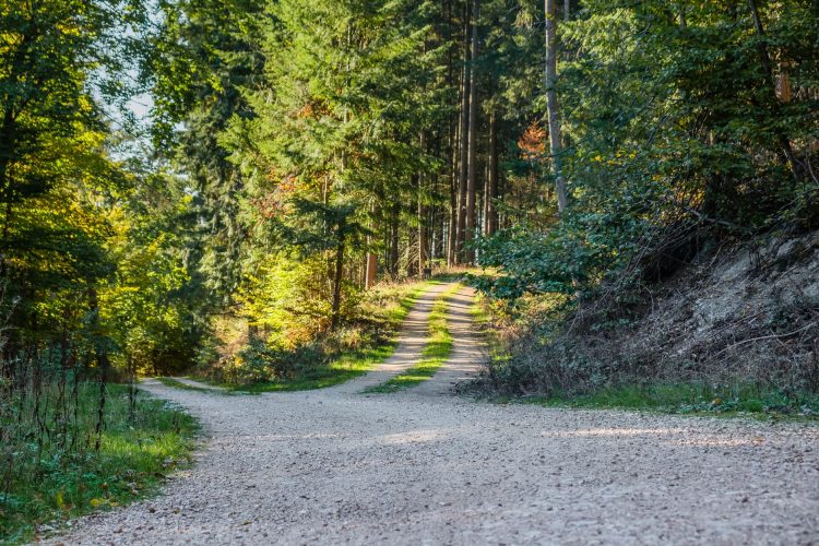 A fork in a dirt path surrounded by trees in a forested area