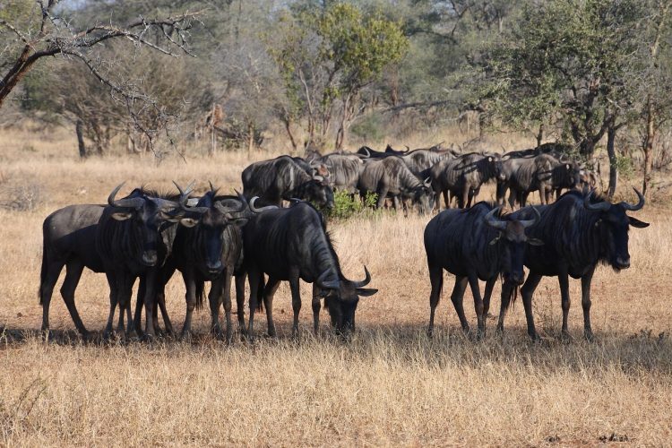 Wildebeest, africa, safari — Choose Safe and Trusted Platforms with Expert Playground Recommendations
