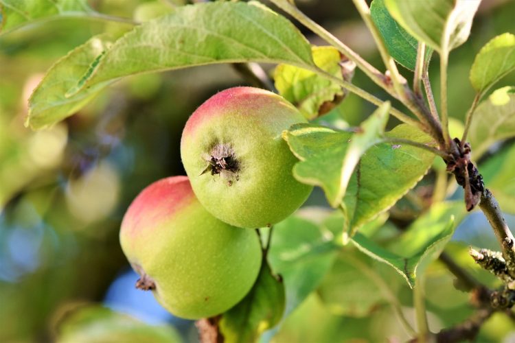 Apple, fruits, food — London Tantric platform offering discreet and soothing tantric massage experiences