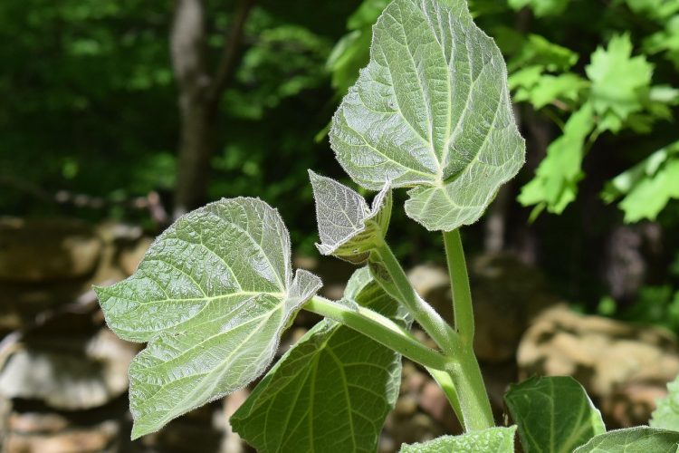 New paulownia leaves, princess tree, paulownia — Spielsaal Vergleich 2026: Kiss Casino -Spiel Angeschlossen Casinos kollation