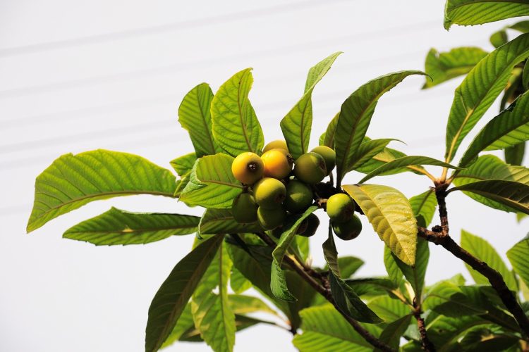 Malta plum, new world, new world fruit — Test post title