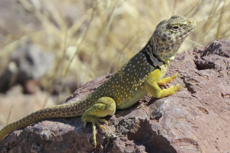 Reptile, lizard, wildlife — The Best Options in Medicare Advantage Plans for 2026