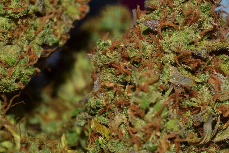 To purchase marijuana otherwise hash inside the a coffeeshop Amsterdam coffeeshops FAQ: Amsterdam Travelling Guide