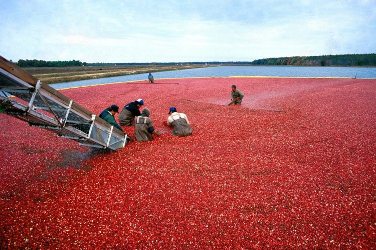 Cranberry, harvest, red — Understanding Stock Market Trends: How to Make Informed Decisions?