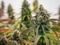 Close-up of cannabis plants showcasing their buds and leaves