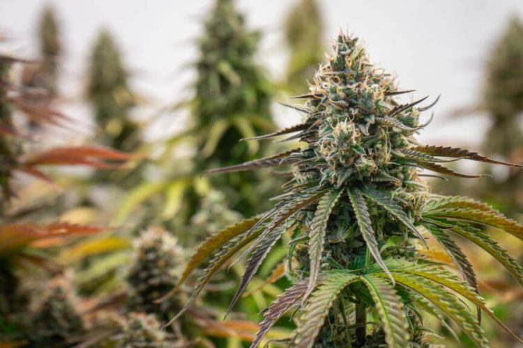 Close-up of cannabis plants showcasing their buds and leaves
